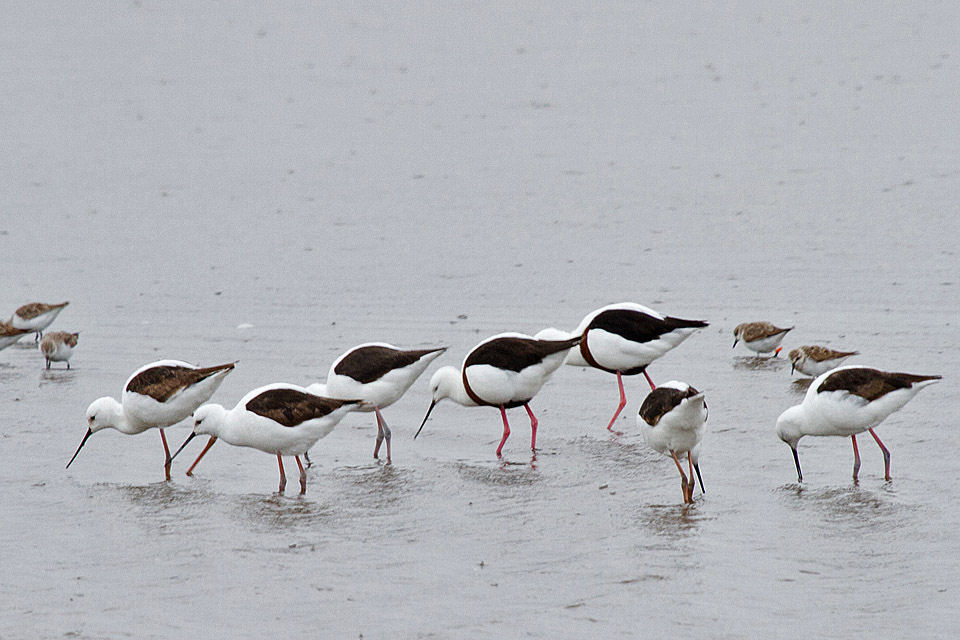 Banded Stilt (Cladorhynchus leucocephalus)